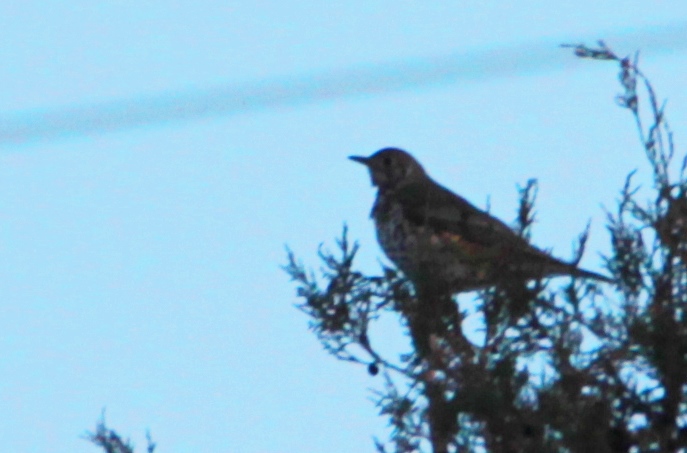 Mistle Thrush